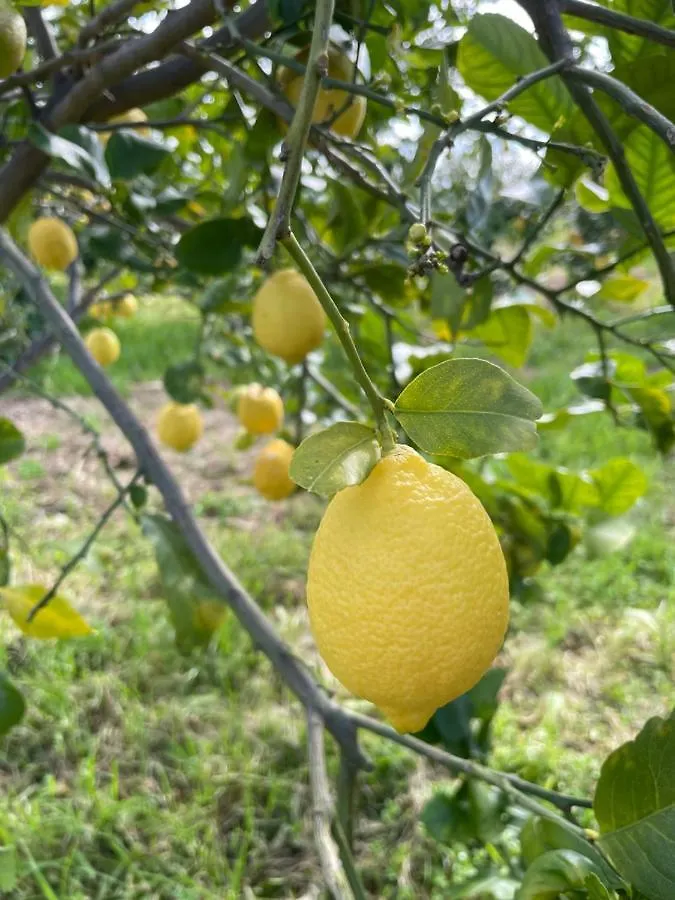 Citrus, Between Etna And The Sea Acireale 0*,  Italy